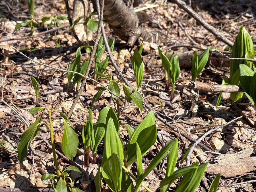 アイヌねぎ取り 1
