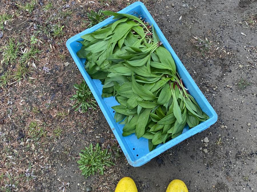 アイヌねぎ取り 2