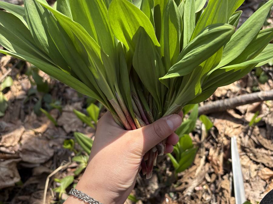 アイヌねぎ取り 3