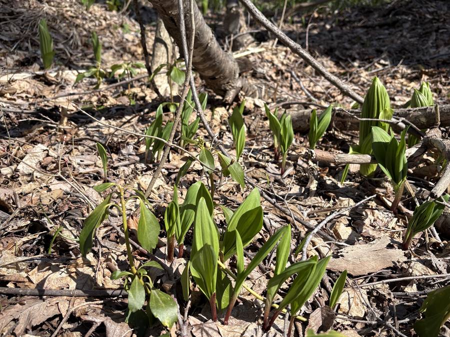 アイヌねぎ取り 4