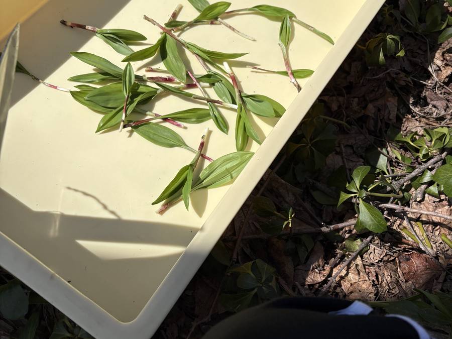 アイヌねぎ取り 5