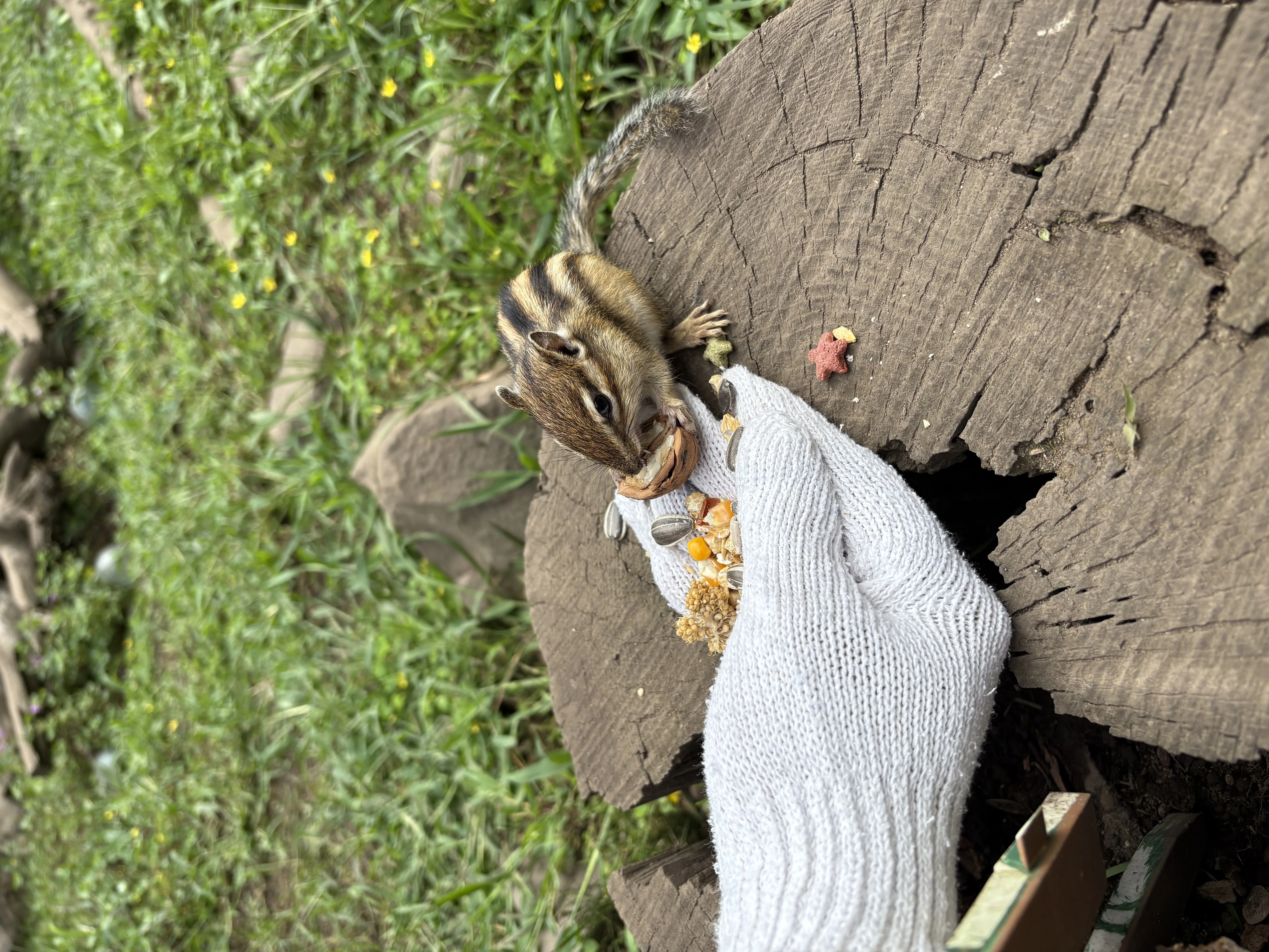 シマリス 3