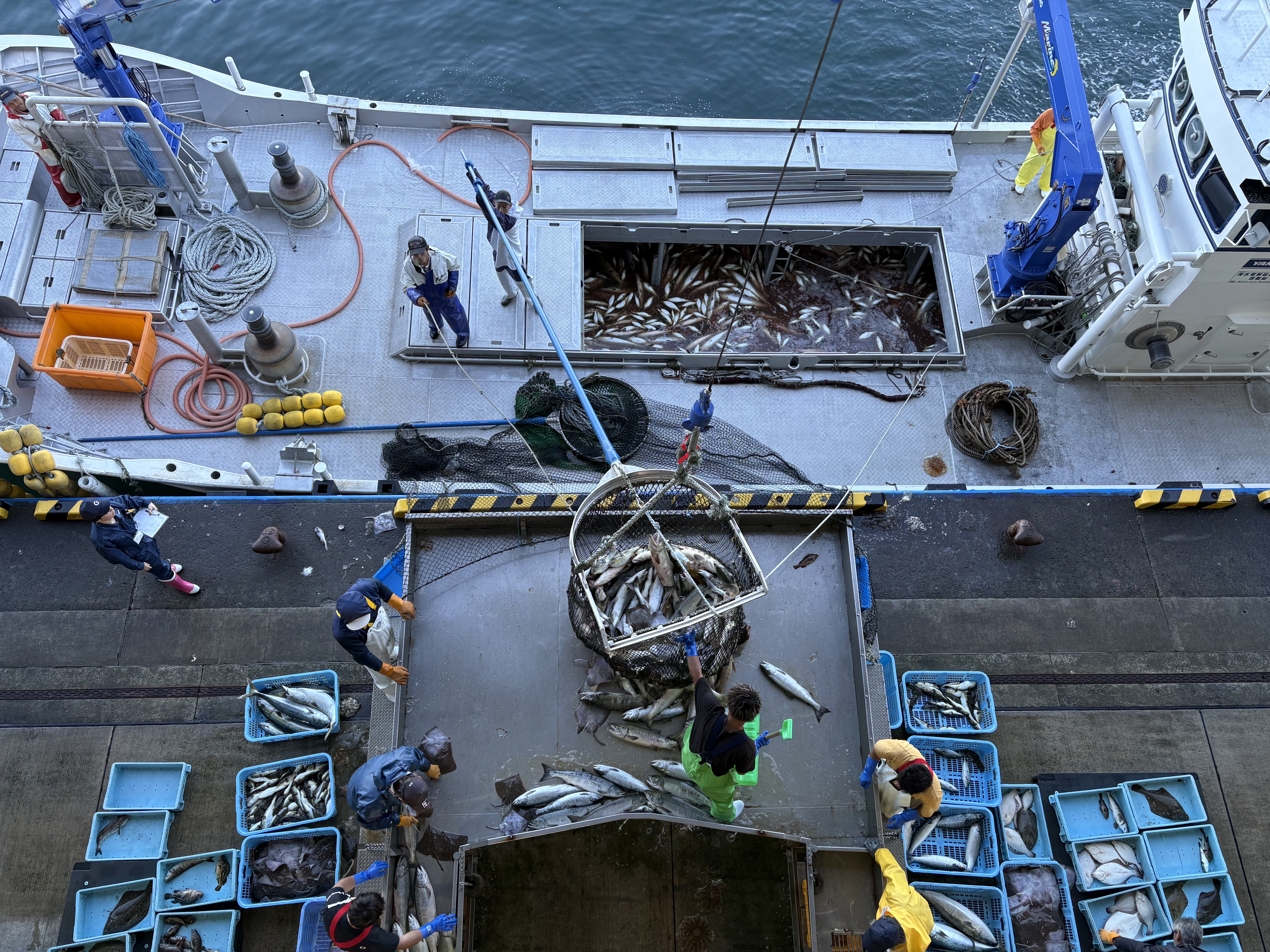 鮭の水揚げ 2