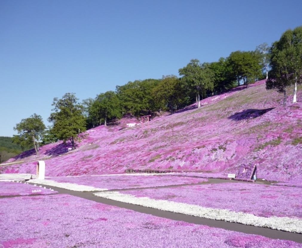 東藻琴芝桜公園 1