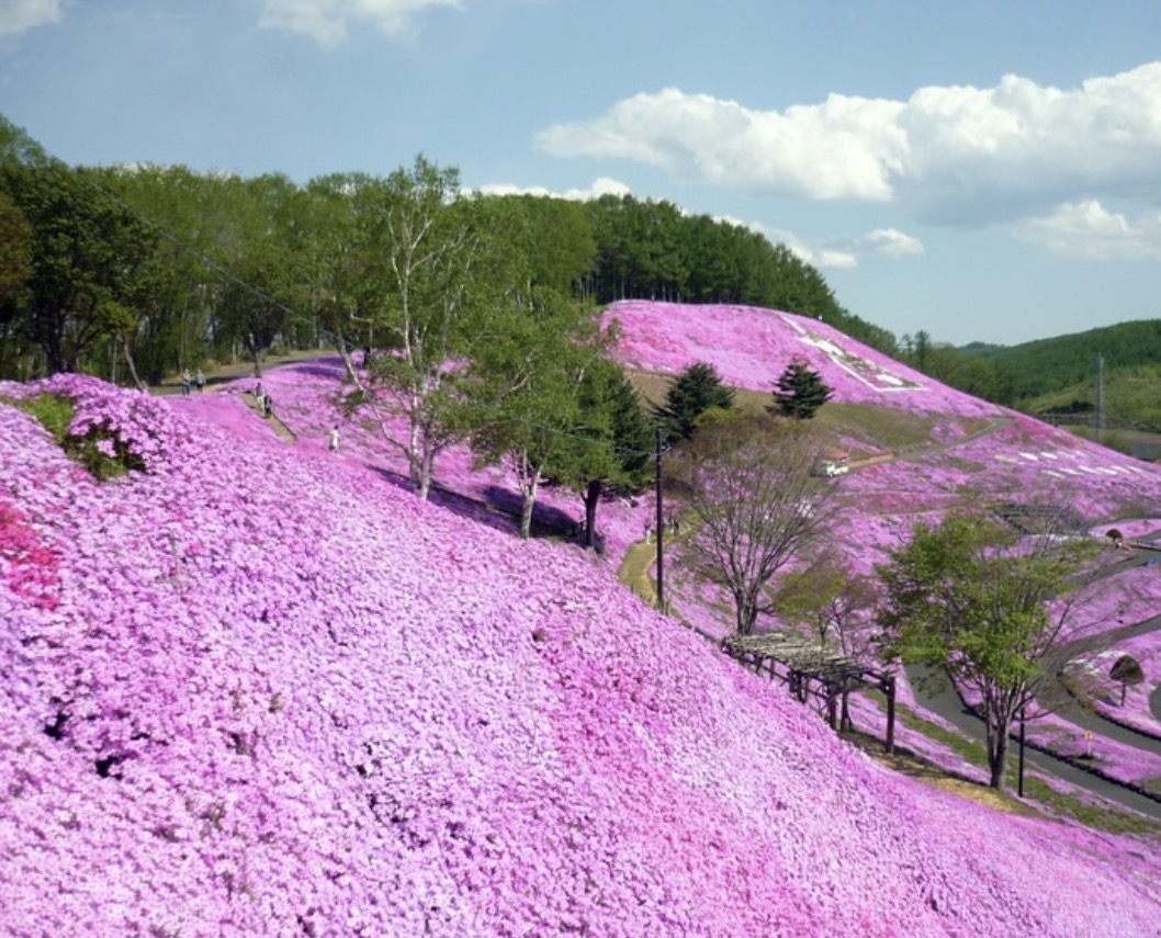 東藻琴芝桜公園 2